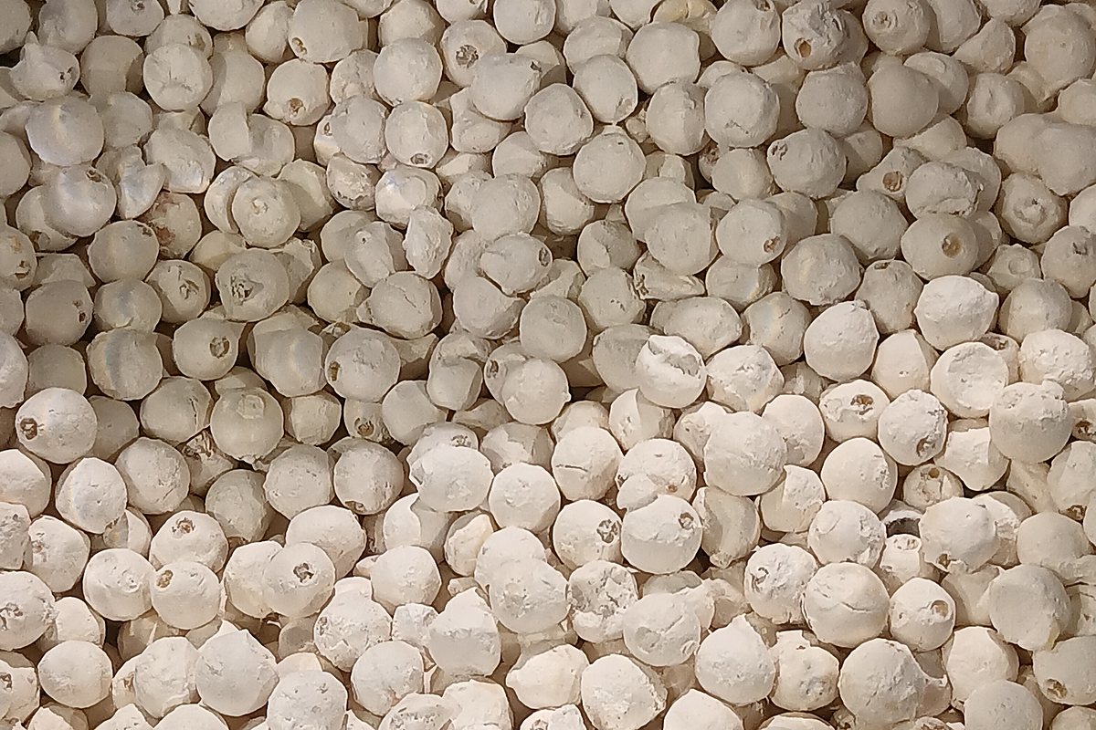 Euryale ferox plant associated with makhana and foxnut cultivation